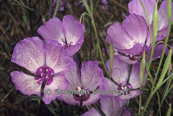 clarkia cylindrica ssp clavicarpa 1 graphic